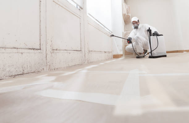 Black mold remediation team in Emerson